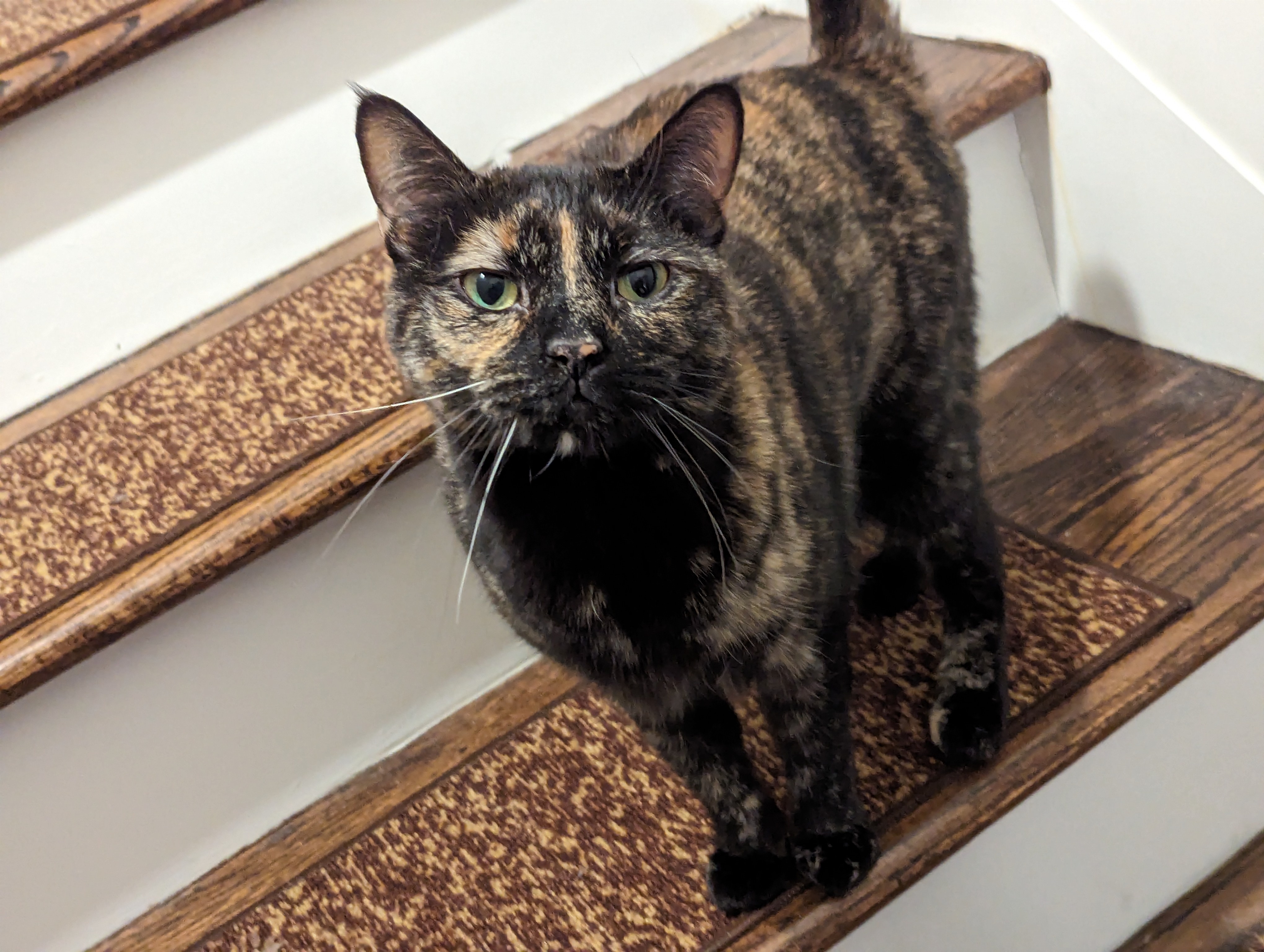 Tortoise shell cat on stairs.