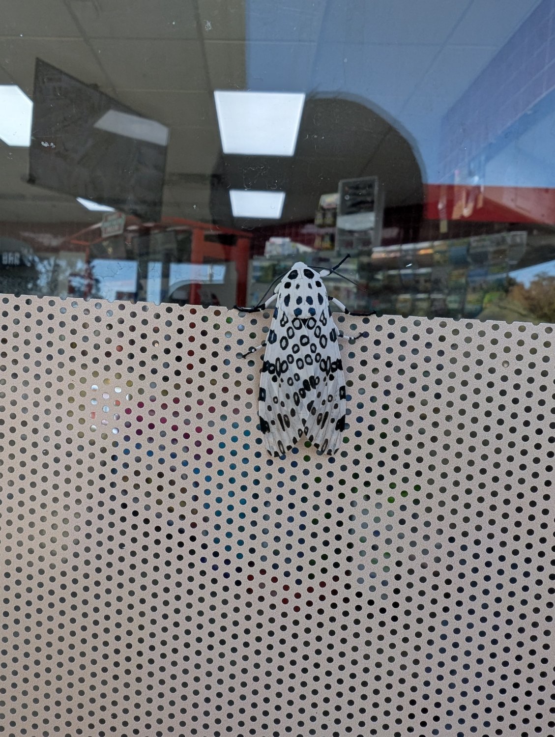 white moth looking bug with black circles and a hint of blue